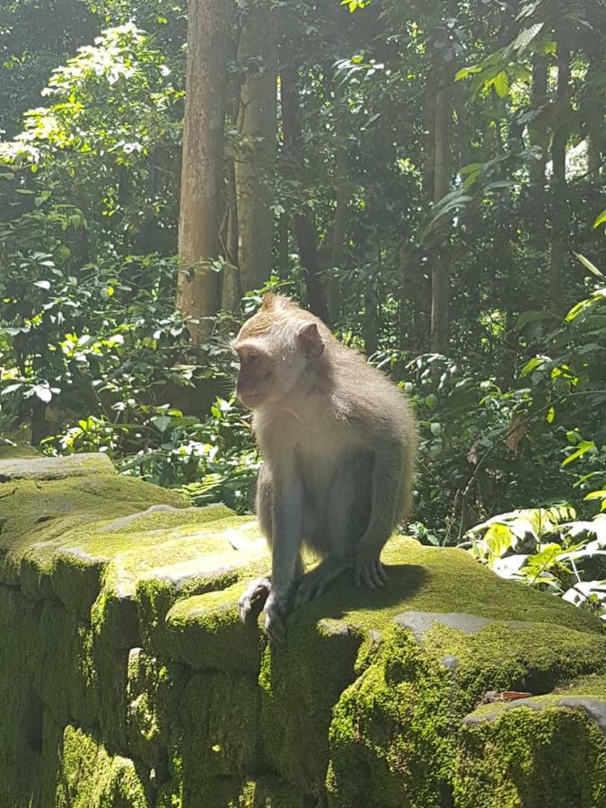 Gusti Room Ubud Dış mekan fotoğraf